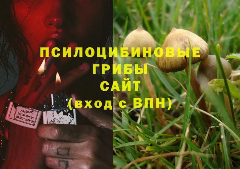 Псилоцибиновые грибы Magic Shrooms  закладки  Белая Холуница 